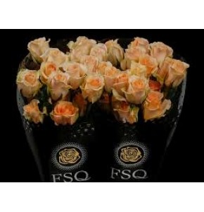 ΤΡΙΑΝΤΑΦΥΛΛΟ ΣΟΜΟΝ 50εκ. ROSEN  ECUADOR VERSILIA50cm